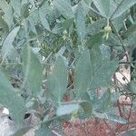 Simmondsia chinensis Φύλλο