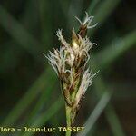 Carex praecox Flor
