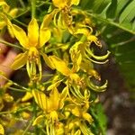 Cassia ferruginea Çiçek