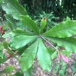 Synsepalum dulcificum Leaf