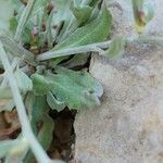 Chardinia orientalis Hoja