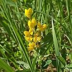 Thermopsis gracilis Flor