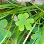 Oxalis L.Folha