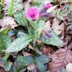 Pulmonaria affinis Květ