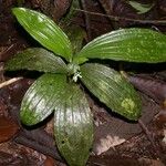 Palmorchis trilobulata Hoja