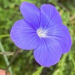 Linum narbonense Flower
