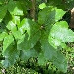 Quercus pontica Blatt