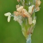 Alopecurus geniculatus Flower