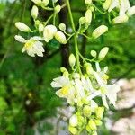 Moringa oleiferaLorea