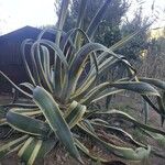 Agave americana Folha