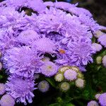 Ageratum houstonianum Blüte