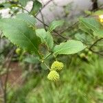 Euonymus americanus 果実