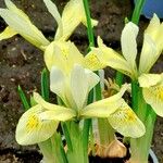 Iris grant-duffii Blomma
