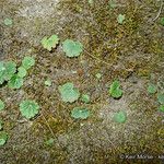 Jepsonia parryi Celota