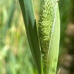 Phalaris canariensis Leaf