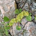 Tripodion tetraphyllum Blomma