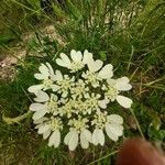 Orlaya grandiflora Blüte