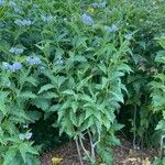 Solanum bonariense Habit