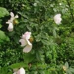 Rosa corymbifera Natur