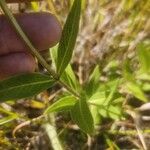 Silphium integrifolium পাতা