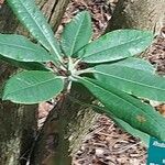 Rhododendron auriculatum Hoja