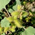 Xanthium orientale Frucht