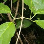 Paragonia pyramidata 樹皮