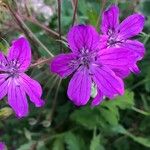 Erodium manescavi ফুল
