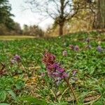 Corydalis cavaFlor