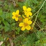 Bidens ferulifolia Virág