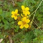 Bidens ferulifolia 花