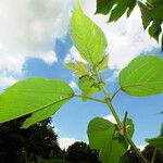 Broussonetia papyrifera Blad