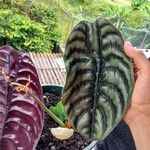 Alocasia cupreaΦύλλο