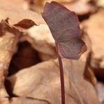 Plagiorhegma dubium Leaf
