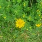 Sonchus tenerrimusBlüte