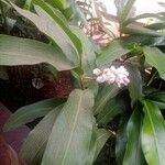 Alpinia zerumbet Leaf