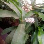 Alpinia zerumbet Ліст