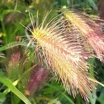 Hordeum marinum फल