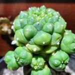 Euphorbia ritchiei Fulla