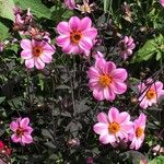 Dahlia merckii Flower