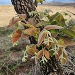 Combretum molle Blad