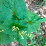 Fagopyrum tataricum পাতা