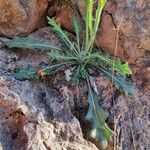 Biscutella lima Leaf