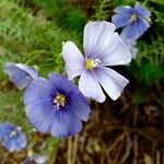 Linum alpinum Flower