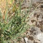 Ephedra distachya Fulla