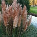 Cortaderia selloana Blad