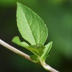 Acmella uliginosa Leaf