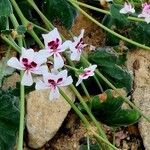 Pelargonium echinatum Flor