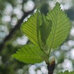 Ulmus laevis ഇല