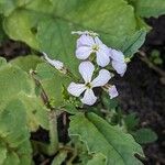 Raphanus raphanistrum Flower